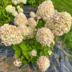 Hortenzia metlinatá (Hydrangea paniculata) ´MAGICAL CANDLE´ ® - výška 20-30 cm, kont. C3L